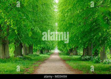 Walkway lined with lime trees in spring on the Island of Ruegen in Mecklenburg-Western Pommerania, Germany Stock Photo