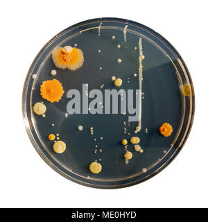 Cultures growing on Petri dish. Stock Photo