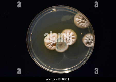 Cultures growing on Petri dish. Stock Photo
