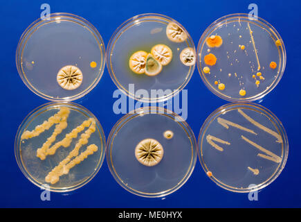 Cultures growing on Petri dishes. Stock Photo