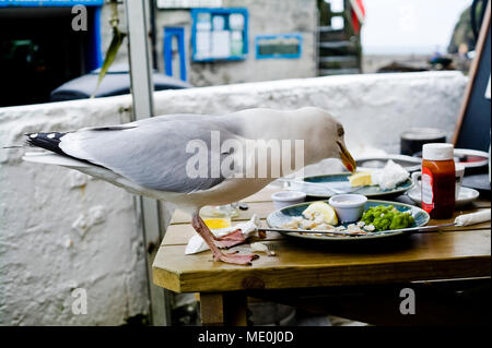 Seagull steals a meal, eating leftover food from a plate at a seaside pub. Stock Photo