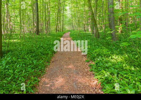 Dappled light on a footpath in a beech tree forest in spring in Bad Langensalza at Hainich National Park in Thuringia, Germany Stock Photo