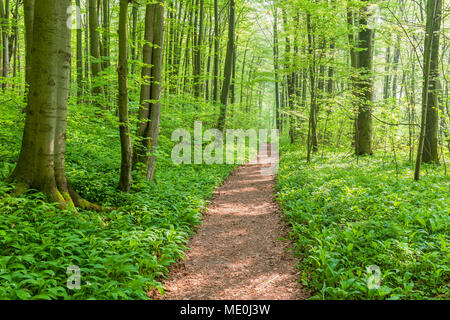 Dappled light on a footpath in a beech tree forest in spring in Bad Langensalza at Hainich National Park in Thuringia, Germany Stock Photo
