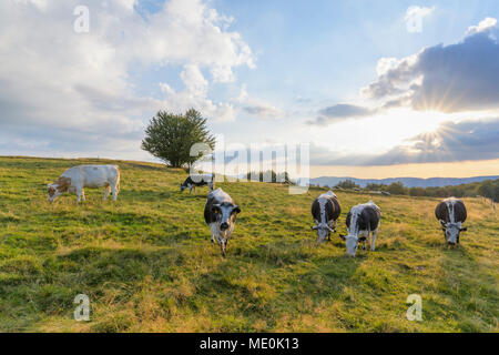 Herd of cows grazing in pasture with the sun over the fields at Le Markstein in Vosges Mountains in Haut Rhin in Alsace, France Stock Photo