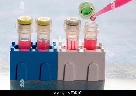 Identification of pathogenic microbes and viruses. Stock Photo