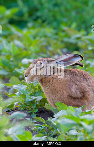 Close-up profile portrait of a European brown hare (Lepus europaeus) sitting in field in summer, Hesse, Germany Stock Photo