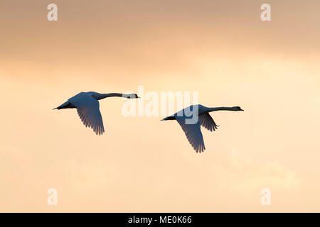 Two mute swans (Cygnus olor) flying in sky at sunset, Germany Stock Photo