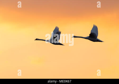 Two mute swans (Cygnus olor) flying in sky at sunset, Germany Stock Photo