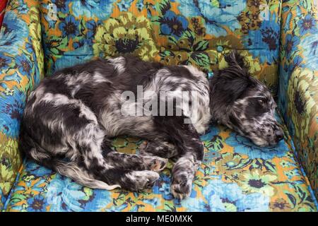 A spotted mixed breed puppy on a floral chair. Stock Photo