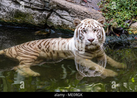 Head Above Water; Majestic In Captivity Stock Photo