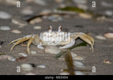 A ghost crab scavenging among shells along the Gulf of Mexico, USA. Stock Photo