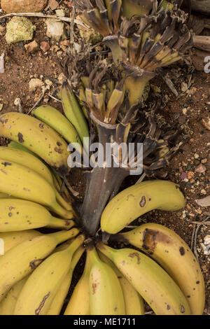Hand of yellow bananas and stalk left after harvesting on a banana farm in paphos, on the mediterranean island of cyprus, europe Stock Photo