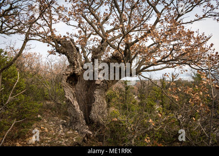 An old oak tree with cavities and holes in Croatia (Island Cres) on a cloudy day in spring Stock Photo