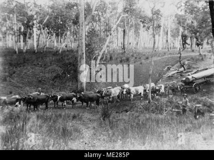 Bullock team transporting logs to the mill at Canungra, 1900. Stock Photo