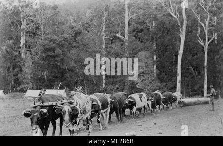 Bullock team snigging logs in the Canungra District, 1917. Stock Photo