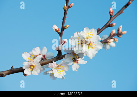 Almond blossoms (Prunus dulcis), Rhineland-Palatinate, Germany Stock Photo