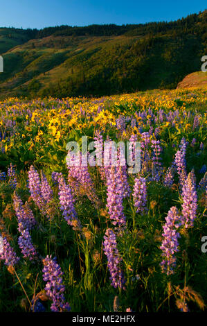 Lupine and balsamroot, Tom McCall Preserve, Columbia River Gorge National Scenic Area, Oregon Stock Photo