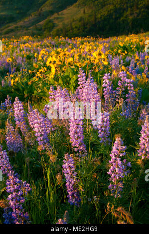 Lupine and balsamroot, Tom McCall Preserve, Columbia River Gorge National Scenic Area, Oregon Stock Photo