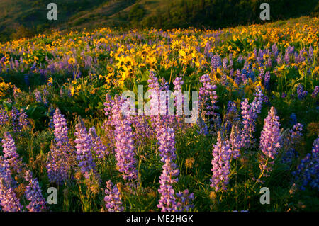 Lupine and balsamroot, Tom McCall Preserve, Columbia River Gorge National Scenic Area, Oregon Stock Photo