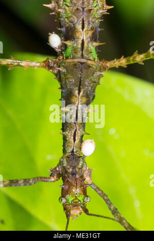 Spiny stick insect (Acanthoclonia sp.) with dipteran parasites in the ...