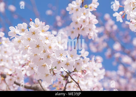 Cherry blossom in full bloom on blue sky blackground. Cherry flowers in small clusters on a cherry tree branch, fading in to white. Stock Photo