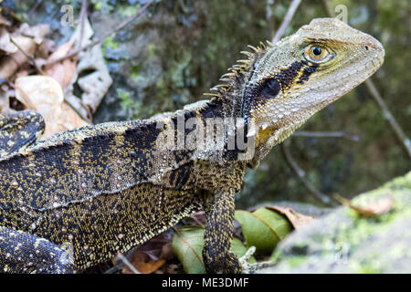 Eastern Water Dragon Lizard (Intellagama lesueuri) in Queensland Australia Stock Photo