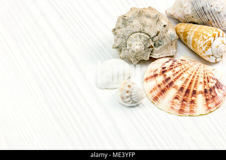 assorted seashells collection on white wooden background. summer time concept Stock Photo