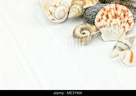 various seashells and scallops on white old wooden background. sea vacation concept. Stock Photo