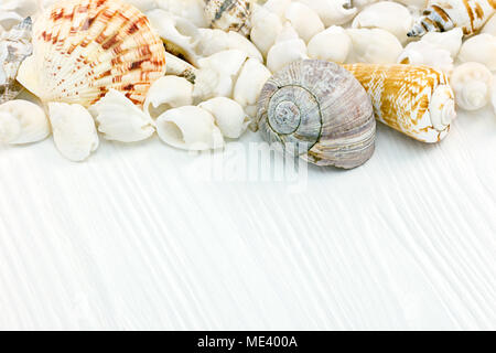 various shells from sea on wooden white boards. travel and vacation background. Stock Photo