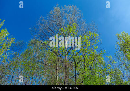 Birch tree in the early spring forest on a background of clear blue sky in Zabrze, Silesian Upland, Poland. Stock Photo