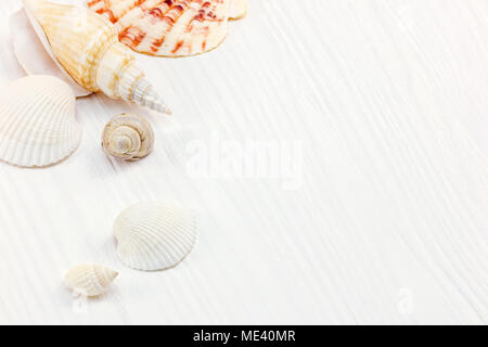 summer background. Seashells on white wooden table surface. macro view  Stock Photo