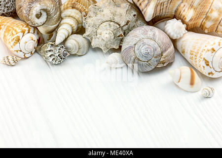 colorful seashells on white painted wooden background. macro view  Stock Photo