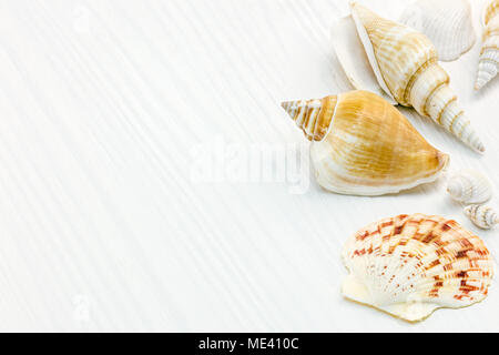 summer background on wooden surface. decorative seashells macro view Stock Photo