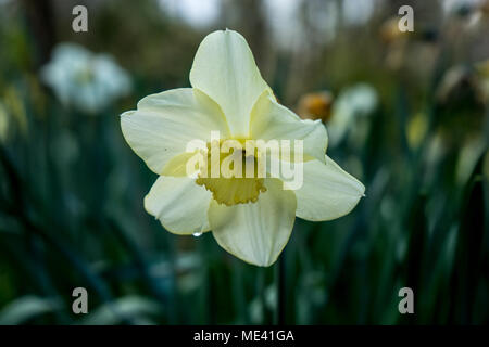 Cream coloured daffodil with blurred background on a spring summer day in Lisse, Keukenhoff,  Netherlands, Europe Stock Photo