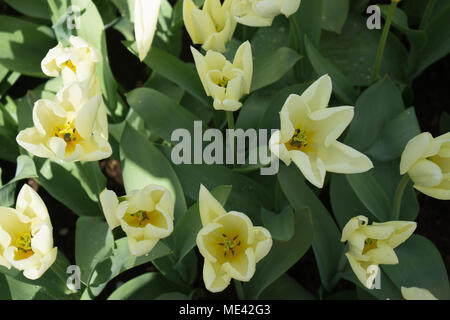 cream tulip flowers in in Lisse, Keukenhoff,  Netherlands, Europe on a spring summer day Stock Photo