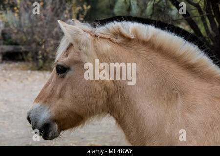 A NORWEGIAN FJORD is known for its two toned mane at the Granja Las Animas Ranch - San MIguel de Allende Mexico Stock Photo