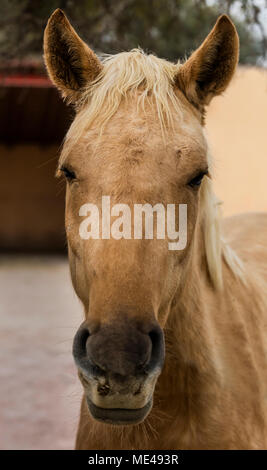 A LUSITANO horse at the Granja Las Animas Ranch - San MIguel de Allende Mexico Stock Photo