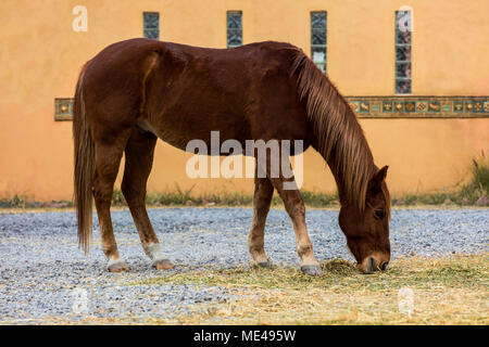 A LUSITANO horse at the Granja Las Animas Ranch - San MIguel de Allende Mexico Stock Photo