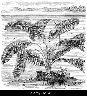 Madagascar laceleaf, lattice leaf or lace plant <Aponogeton madagascariensis>, Stock Photo