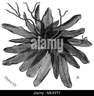 Madagascar laceleaf, lattice leaf or lace plant <Aponogeton madagascariensis>, F Tegetmeyer  1900 Stock Photo