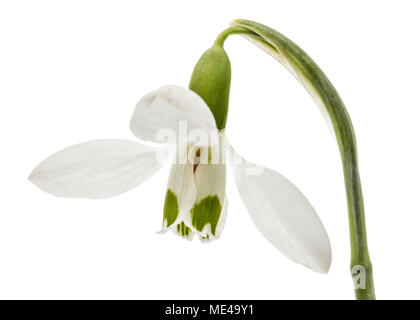 Flower of snowdrop isolated on white background Stock Photo