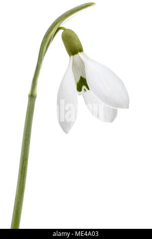 Flower of snowdrop isolated on white background Stock Photo