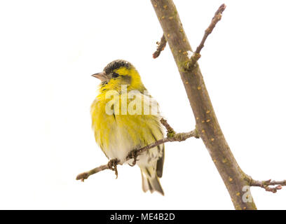 Male black-headed goldfinch sitting on a twig Stock Photo