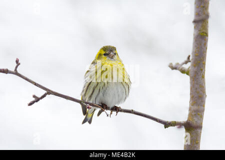 Female black-headed goldfinch sitting on a twig Stock Photo