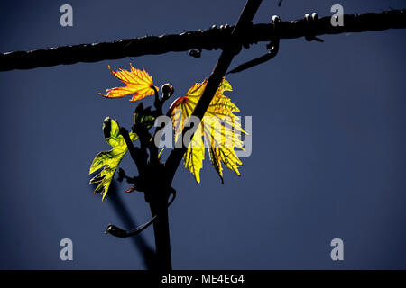 New growth of vine leaves Stock Photo
