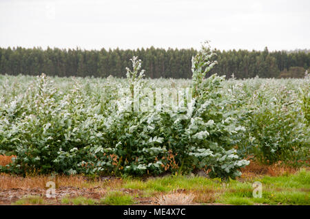 Tree Plantation - Western Australia Stock Photo