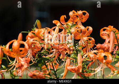 the crown of the Tiger Lily section of the garden Stock Photo