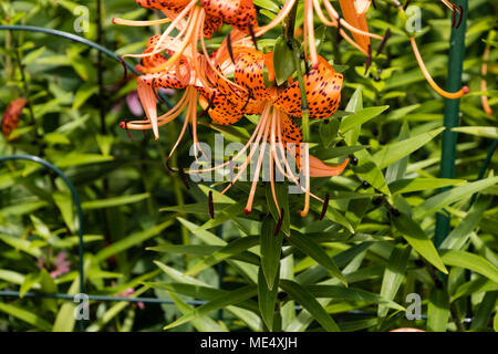 tiger lily blooms point downward which provides some slight protection from the elements, usually Stock Photo