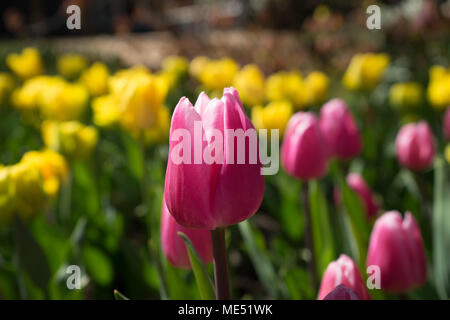 Pink and rose colored Tulips in a garden in Lisse, Netherlands, europe with grass on a bright summer day with yellow blurred background Stock Photo