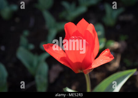 A single red tulip flower with a blurred background in Lisse, netherlands, Europe on a bright summer day Stock Photo